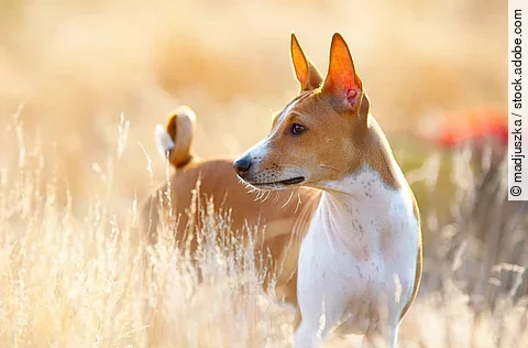 Basenji 
