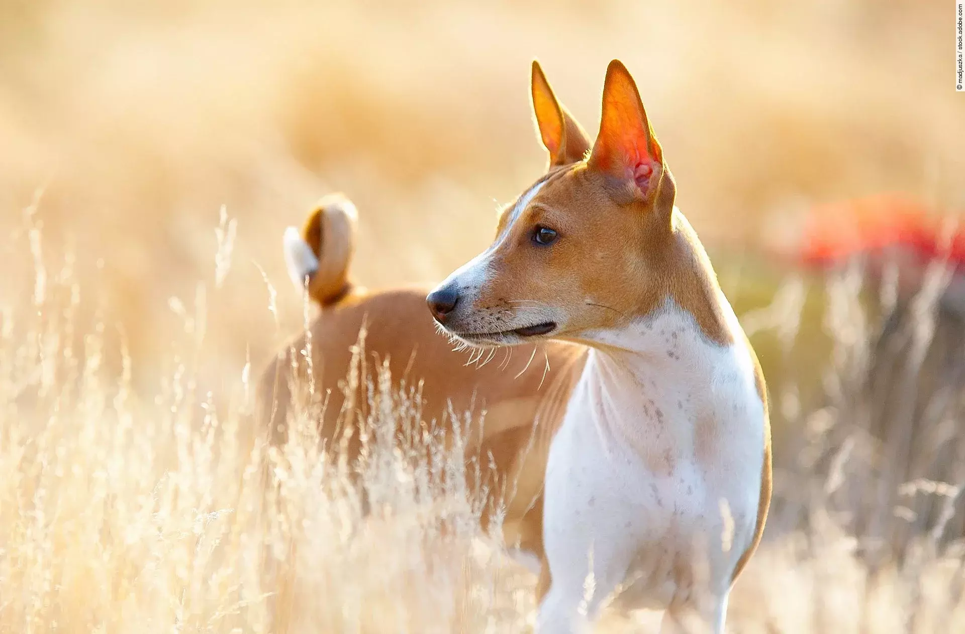 Basenji 
