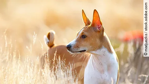 Basenji 