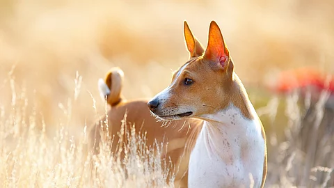 Basenji 