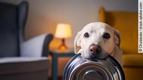 Ein Labrador wartet auf sein Futter.