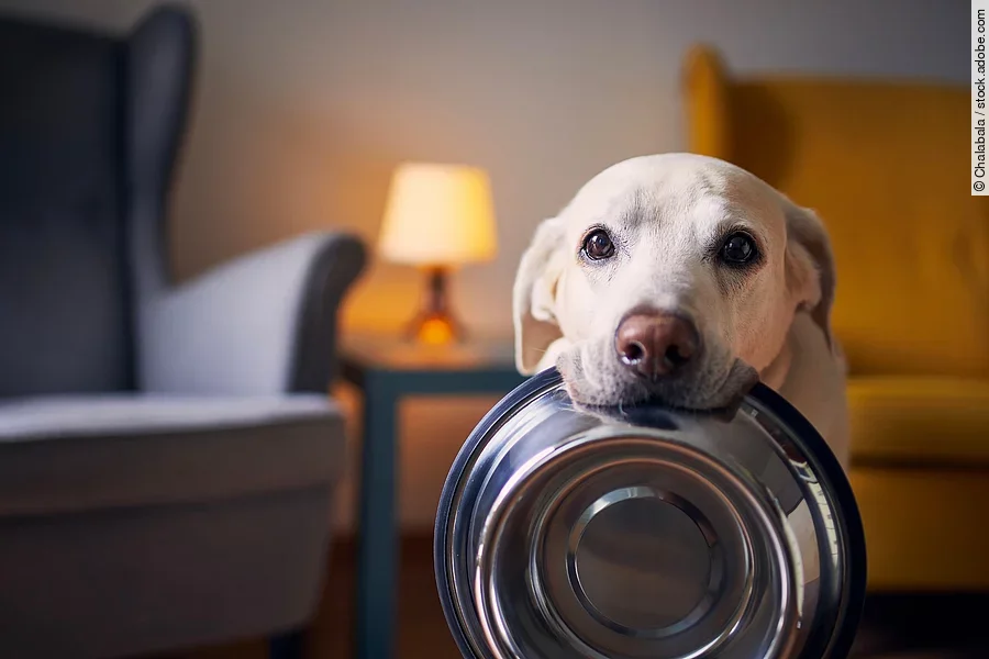 Ein Labrador wartet auf sein Futter.
