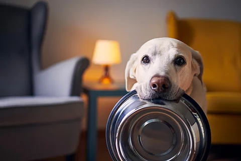 Ein Labrador wartet auf sein Futter.