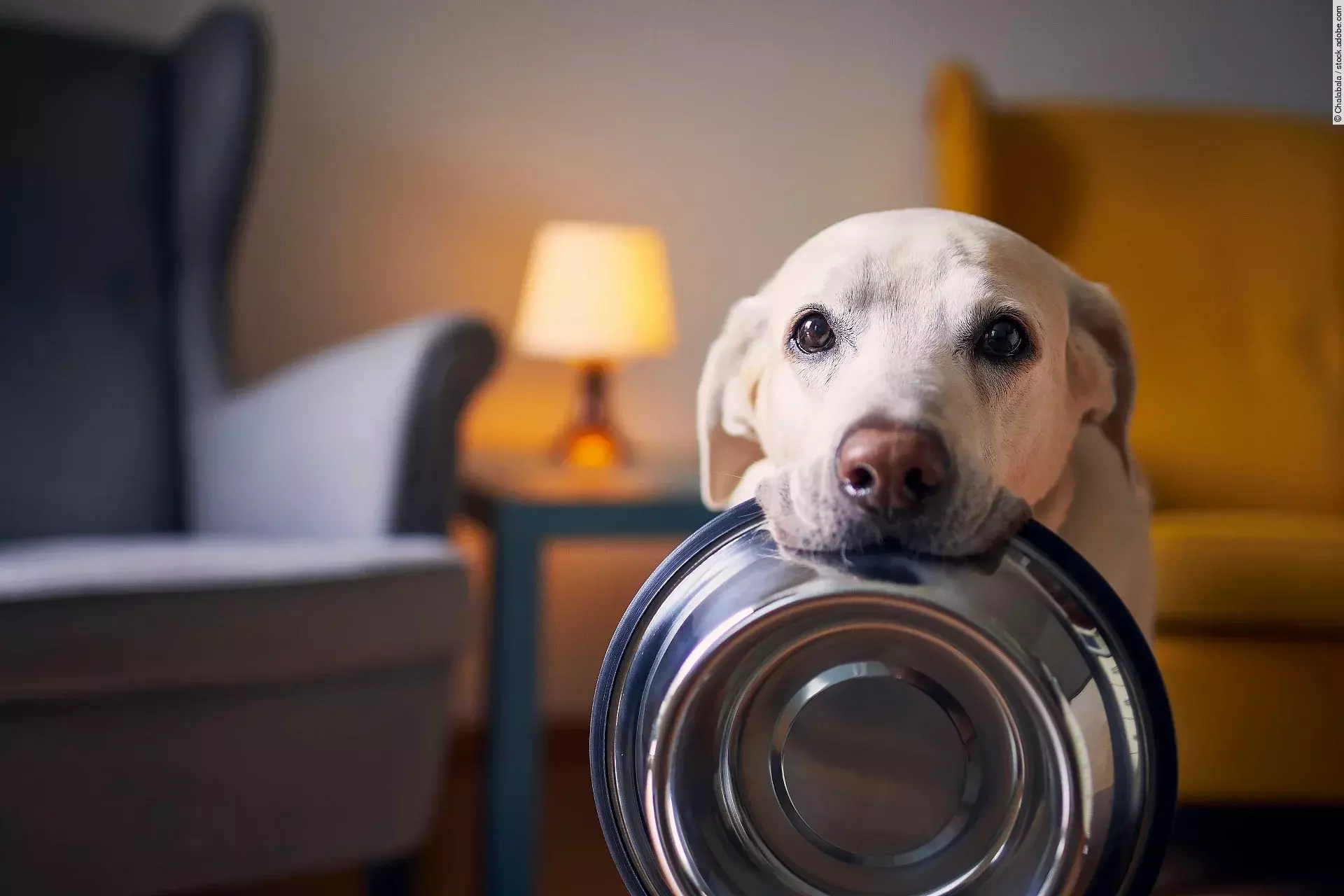 Ein Labrador wartet auf sein Futter.