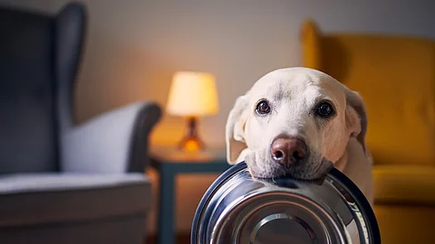 Ein Labrador wartet auf sein Futter.