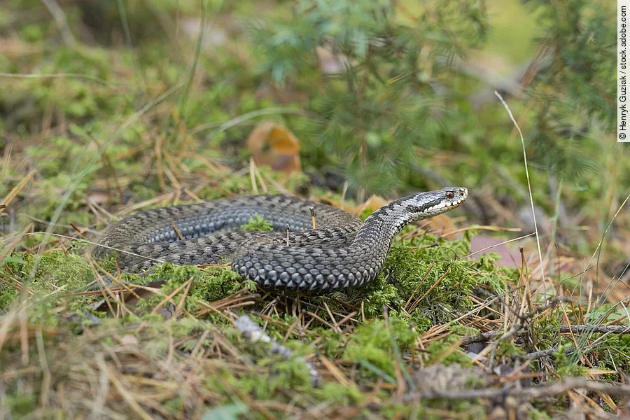 Kreuzotter Kreuzotter