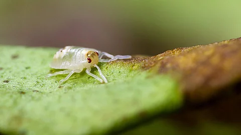 Spotted spider mite 
