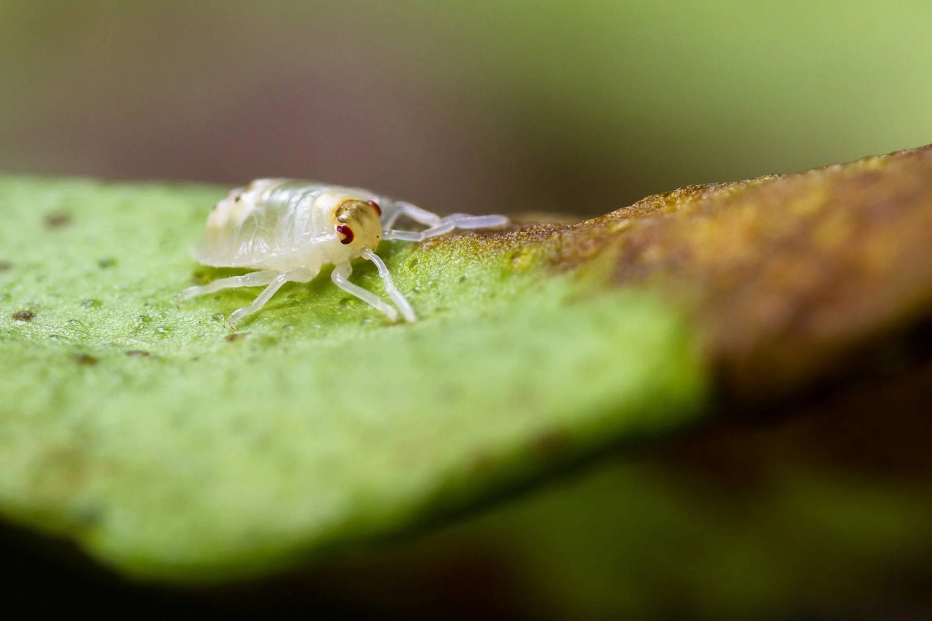 Spotted spider mite 