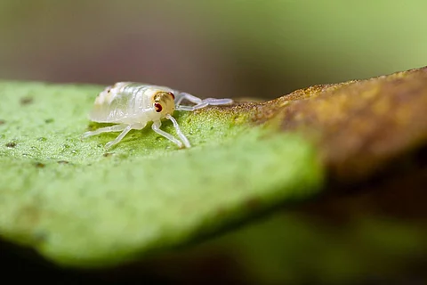 Spotted spider mite 