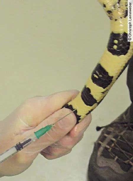 Bei einer Boa constrictor wird mittels Spritze Blut aus der ventralen Schwanzvene entnommen.