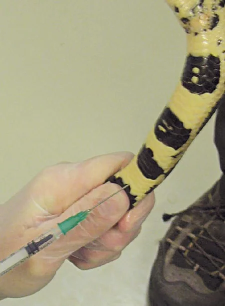 Bei einer Boa constrictor wird mittels Spritze Blut aus der ventralen Schwanzvene entnommen.
