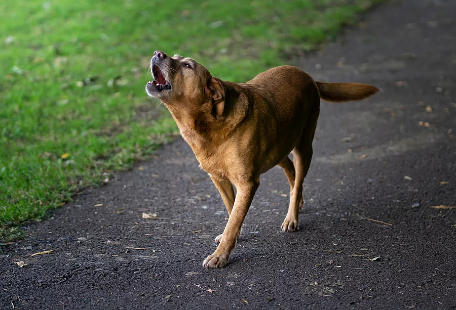 Bellender Labrador Bellender Labrador