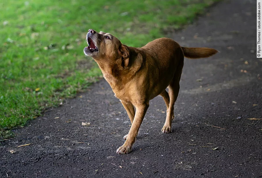 Bellender Labrador Bellender Labrador