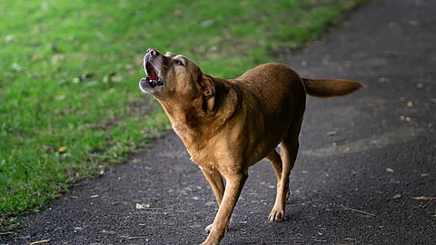 Bellender Labrador