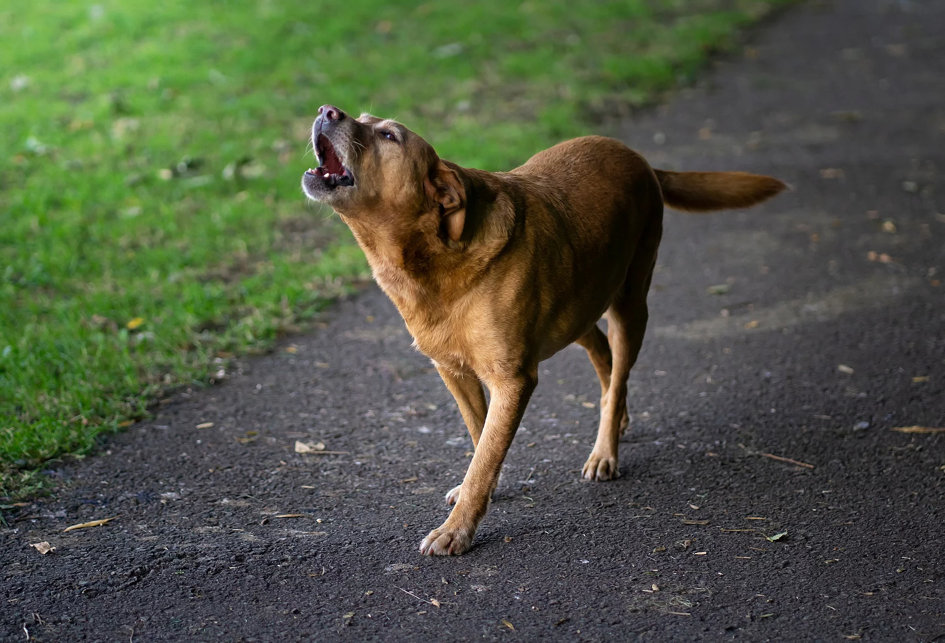 Bellender Labrador