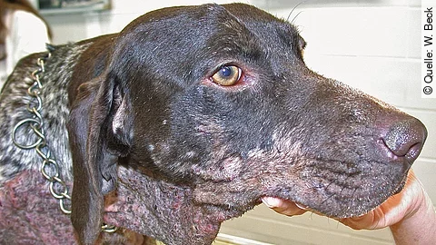 Hund mit Leishmanien-bedingten Hautveränderungen.