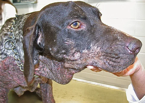 Hund mit Leishmanien-bedingten Hautveränderungen.