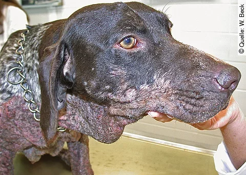 Hund mit Leishmanien-bedingten Hautveränderungen.