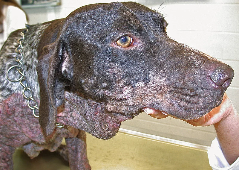 Hund mit Leishmanien-bedingten Hautveränderungen.