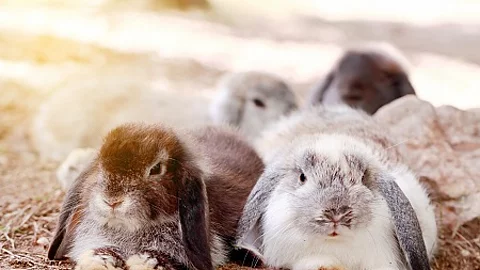 Baby Holland lop rabbit eating grass in park