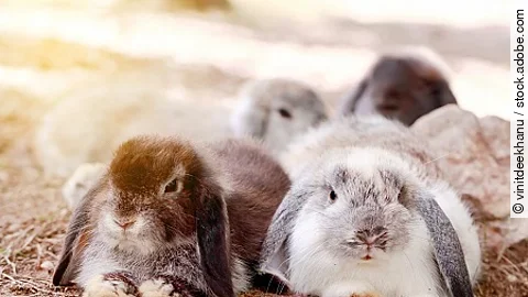 Baby Holland lop rabbit eating grass in park