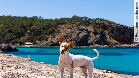 Kleiner Hund steht vor dem Meer am Strand.
