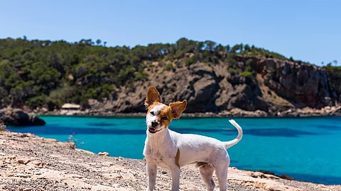 Kleiner Hund steht vor dem Meer am Strand.