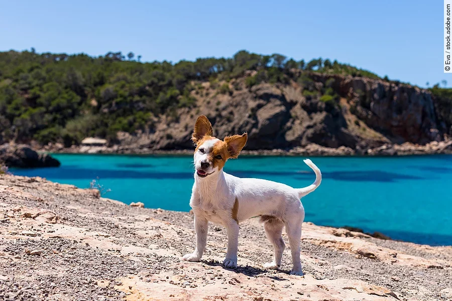 Kleiner Hund steht vor dem Meer am Strand.