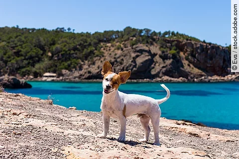 Kleiner Hund steht vor dem Meer am Strand.