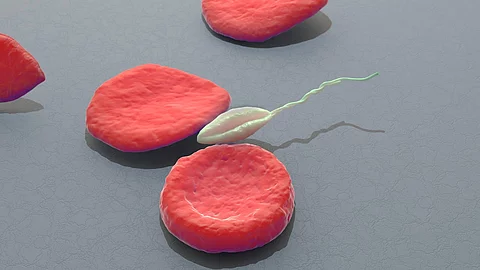3D-Illustration von Erythrozyten und dazwischen schwimmt ein Leishmania-Parasit. Der Hintergrund ist gräulich und die Erythrozyten in roter Farbe. 