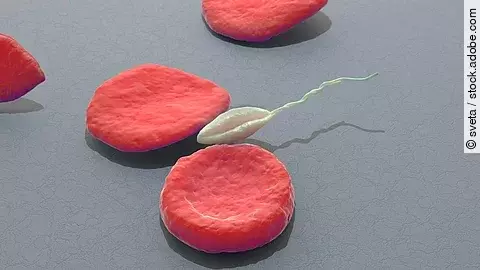 3D-Illustration von Erythrozyten und dazwischen schwimmt ein Leishmania-Parasit. Der Hintergrund ist gräulich und die Erythrozyten in roter Farbe. 