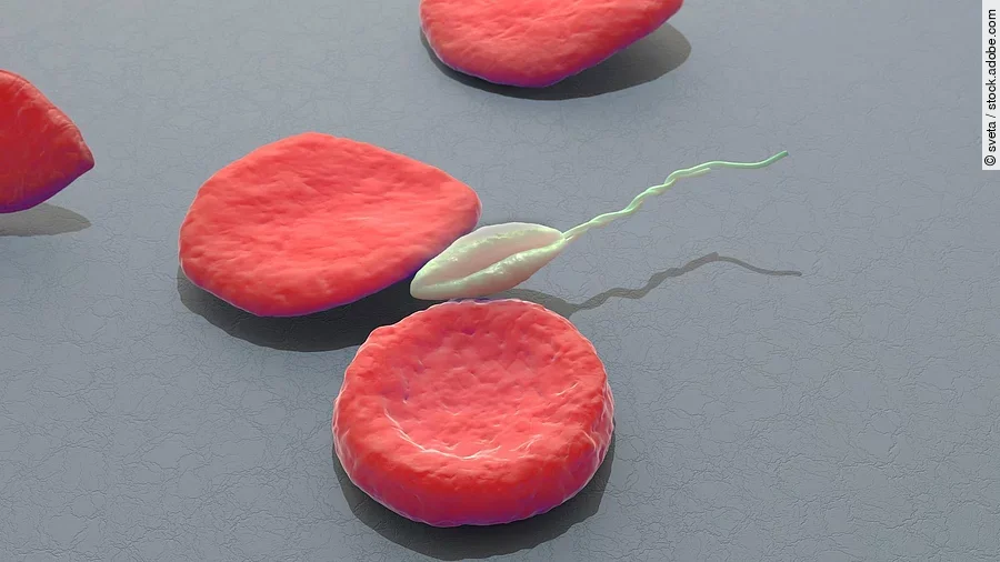 3D-Illustration von Erythrozyten und dazwischen schwimmt ein Leishmania-Parasit. Der Hintergrund ist gräulich und die Erythrozyten in roter Farbe. 
