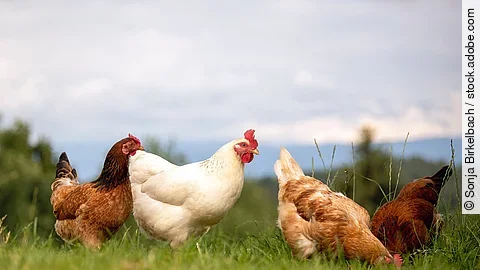 Hühner auf der Weide. 