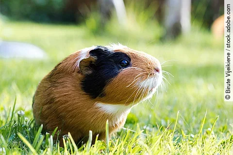 Meerschweinchen