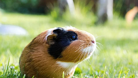 Meerschweinchen Meerschweinchen