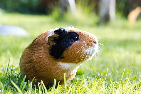 Meerschweinchen