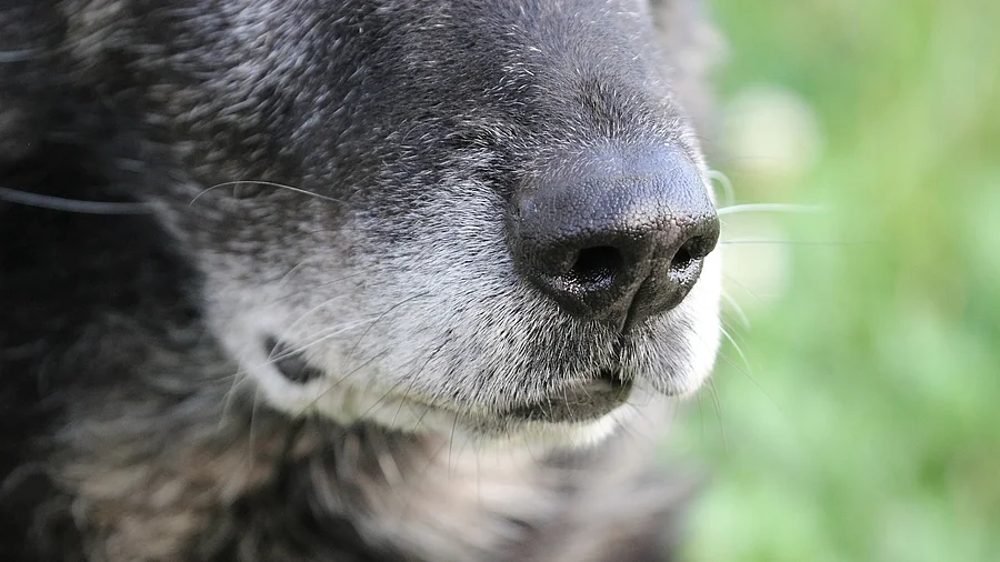 alter Deutscher Schäferhund mit grauer Schnauze alter Deutscher Schäferhund mit grauer Schnauze