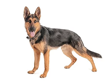 Shepherd on a white background