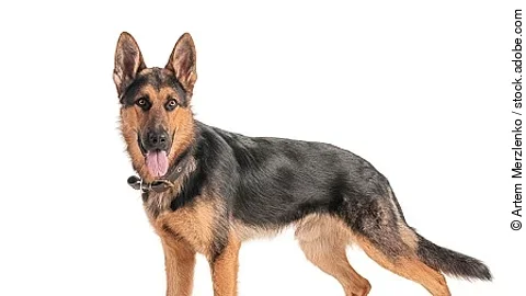 Shepherd on a white background