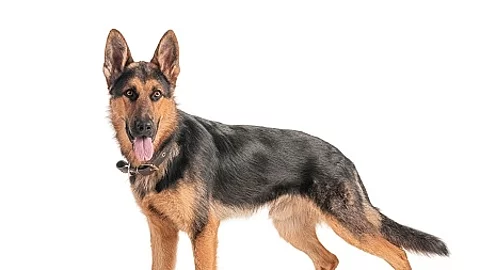 Shepherd on a white background