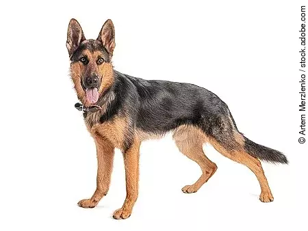 Shepherd on a white background