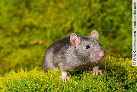Eine graune Ratte sitzt auf grünem Moos und hält sich mit ihren kleinen Vorderfüßen daran fest.