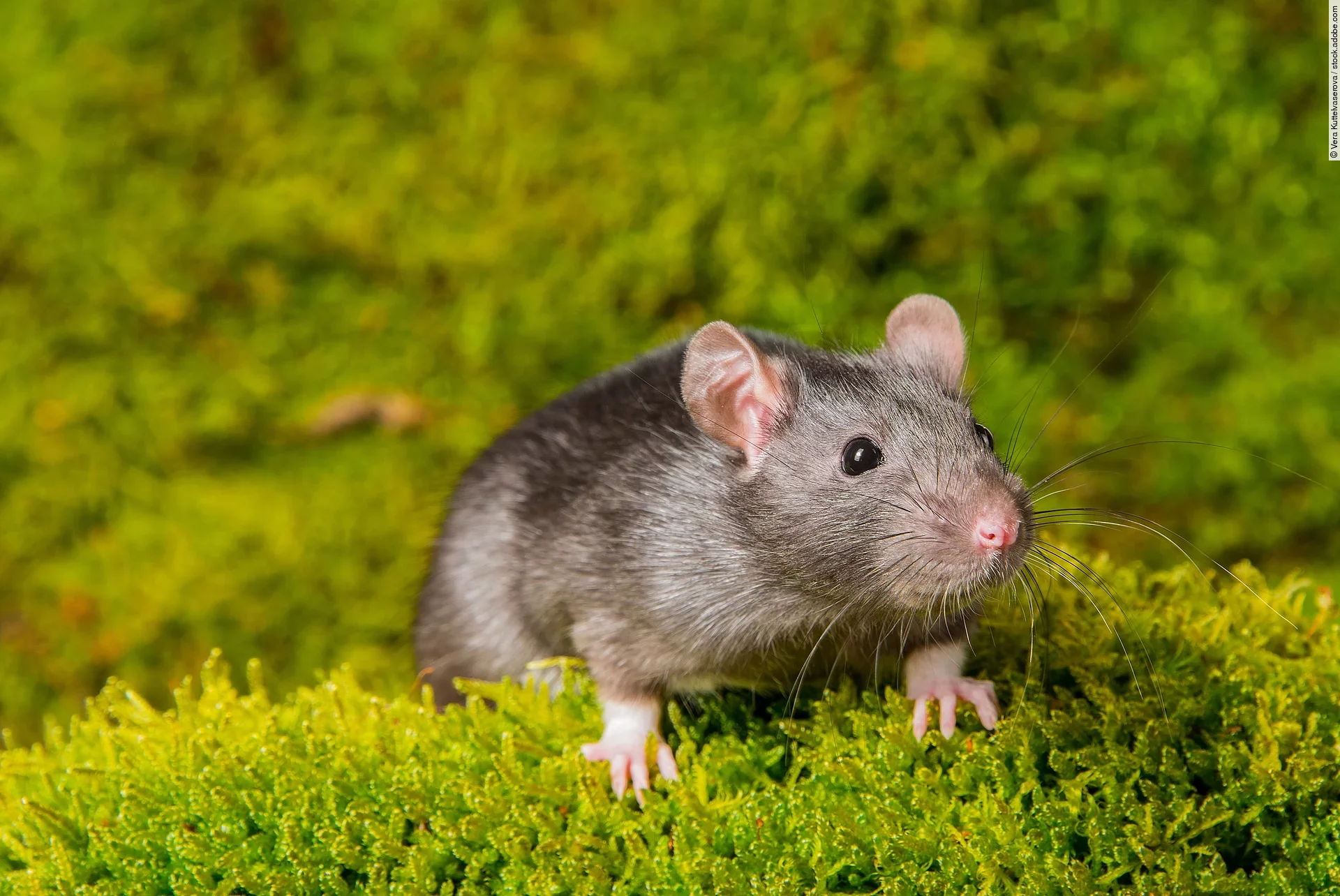 Eine graune Ratte sitzt auf grünem Moos und hält sich mit ihren kleinen Vorderfüßen daran fest.
