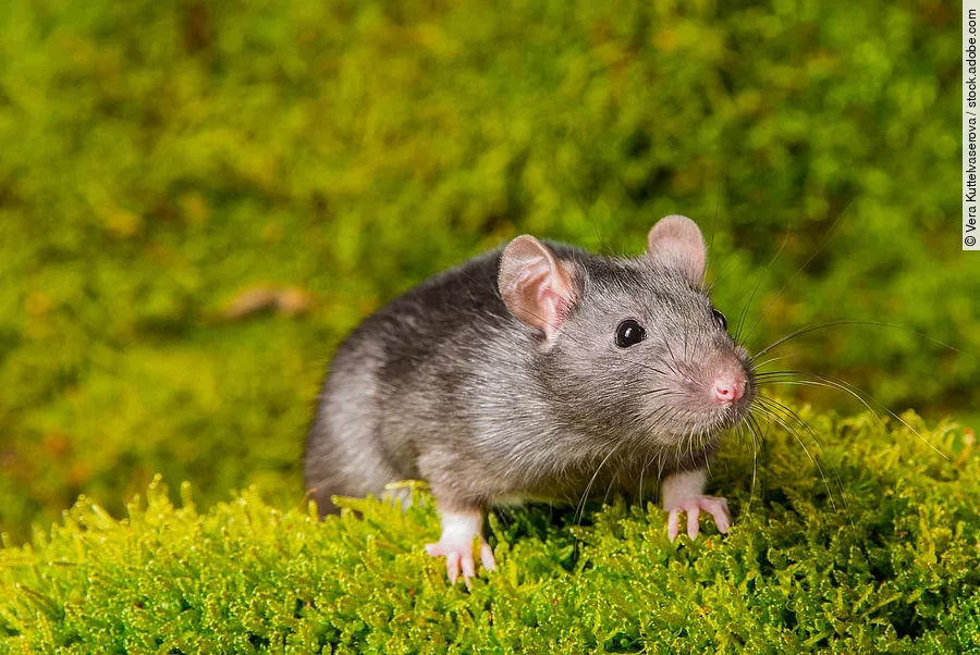Eine graune Ratte sitzt auf grünem Moos und hält sich mit ihren kleinen Vorderfüßen daran fest. Eine graune Ratte sitzt auf grünem Moos und hält sich mit ihren kleinen Vorderfüßen daran fest.