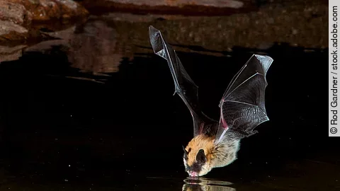 Big Brown Bat Drinking