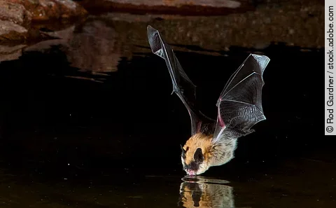 Big Brown Bat Drinking