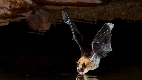 Big Brown Bat Drinking