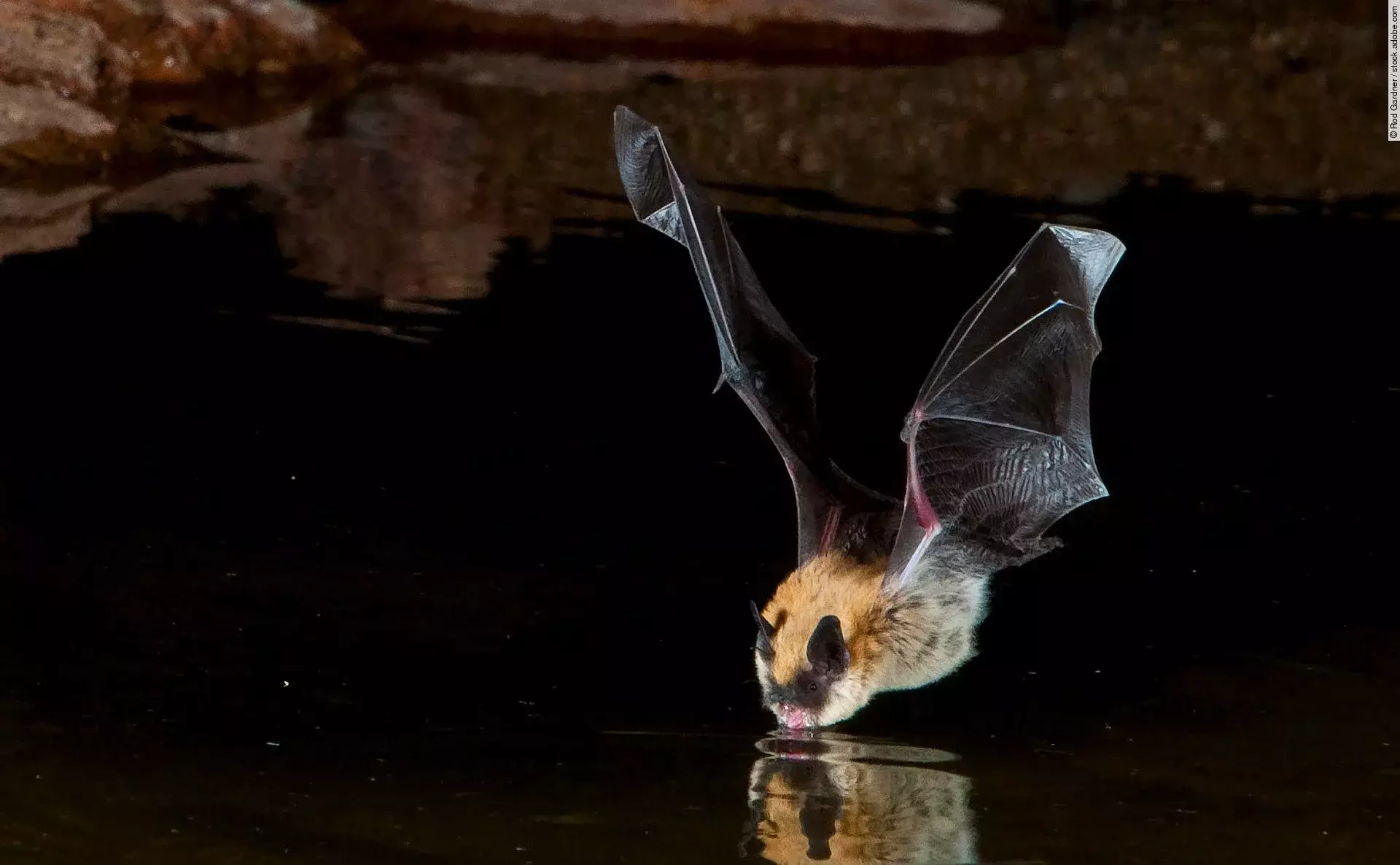 Big Brown Bat Drinking