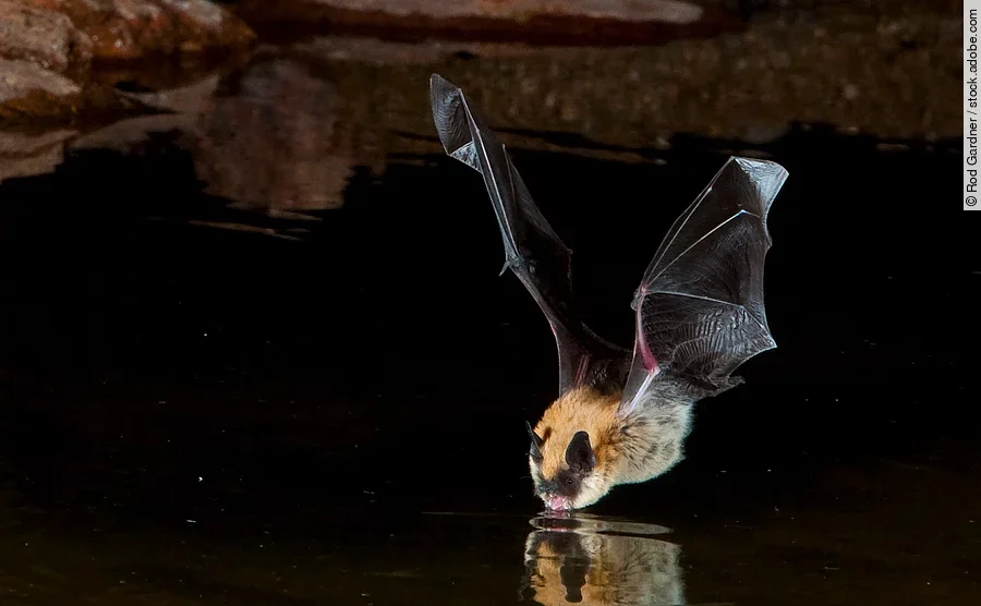Big Brown Bat Drinking