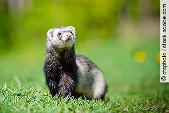 adorable ferret portrait adorable ferret portrait
